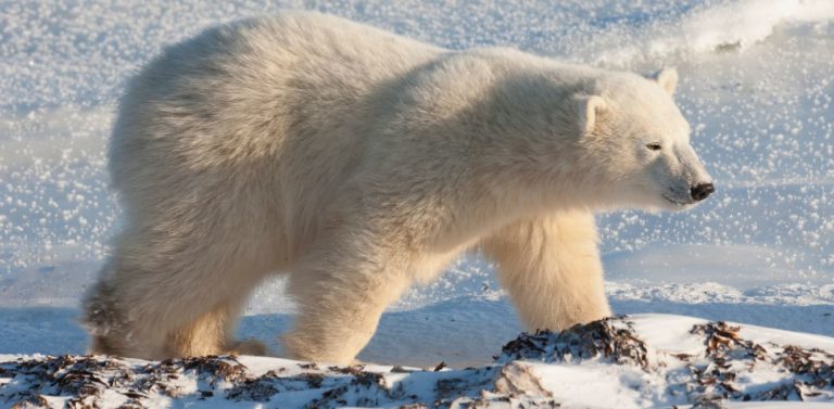 Orsi Polari Estinzione E Riscaldamento Globale