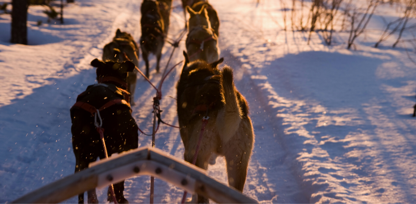 iditarod race formula 1