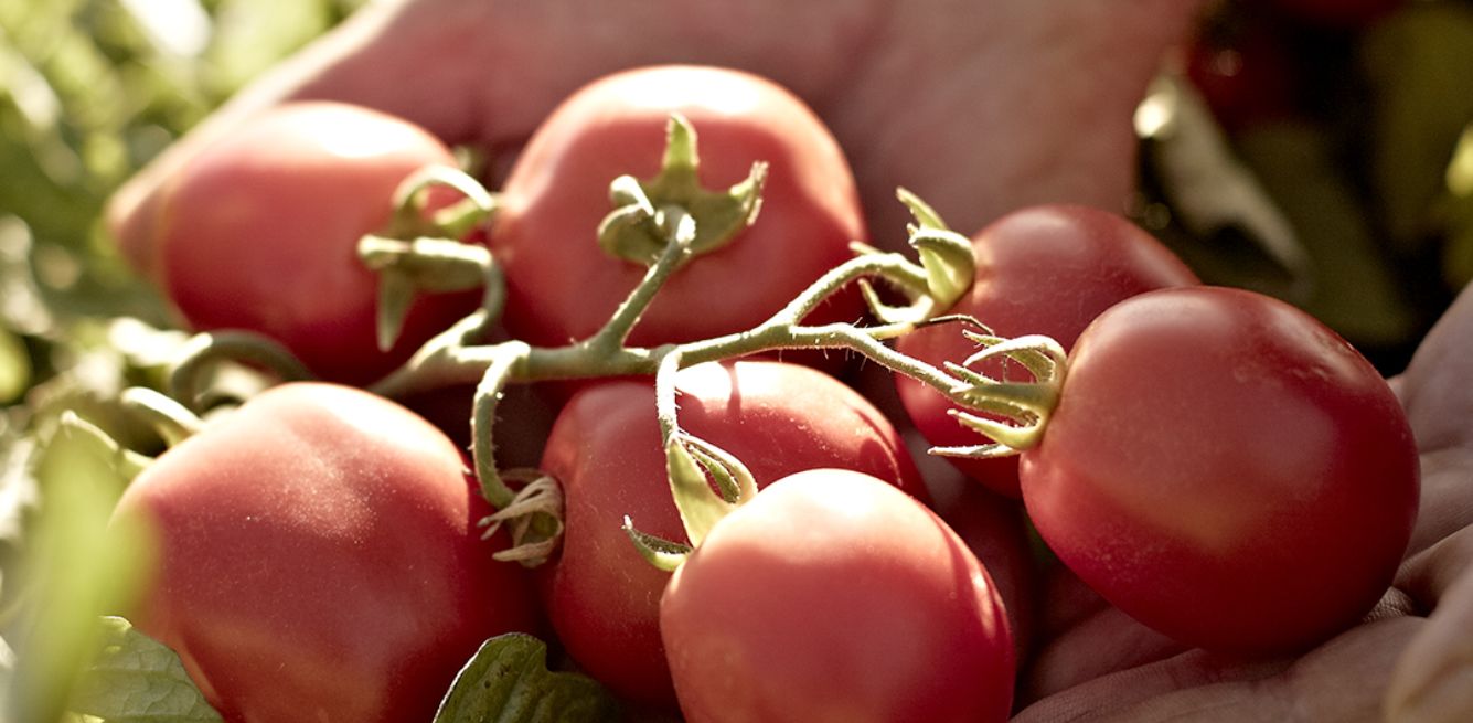 Pomodoro CIRIO