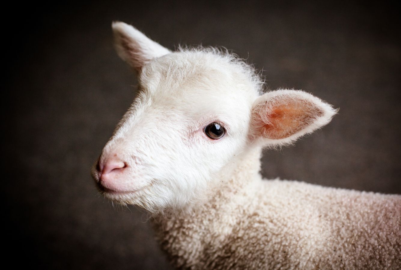 lamb