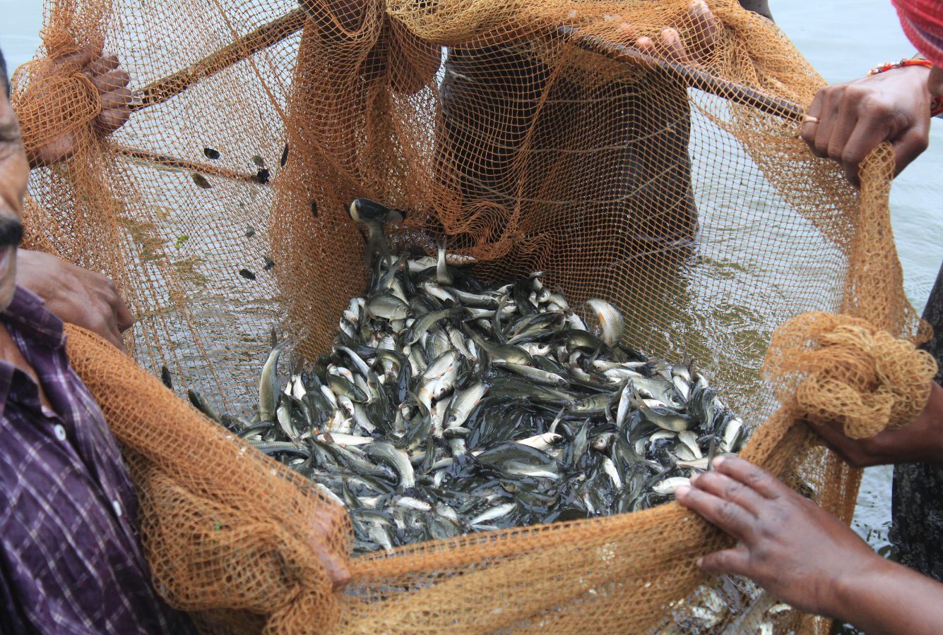 aquaculture animal suffering