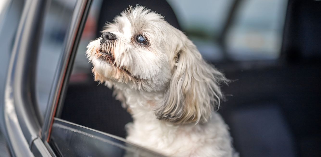 cane auto caldo