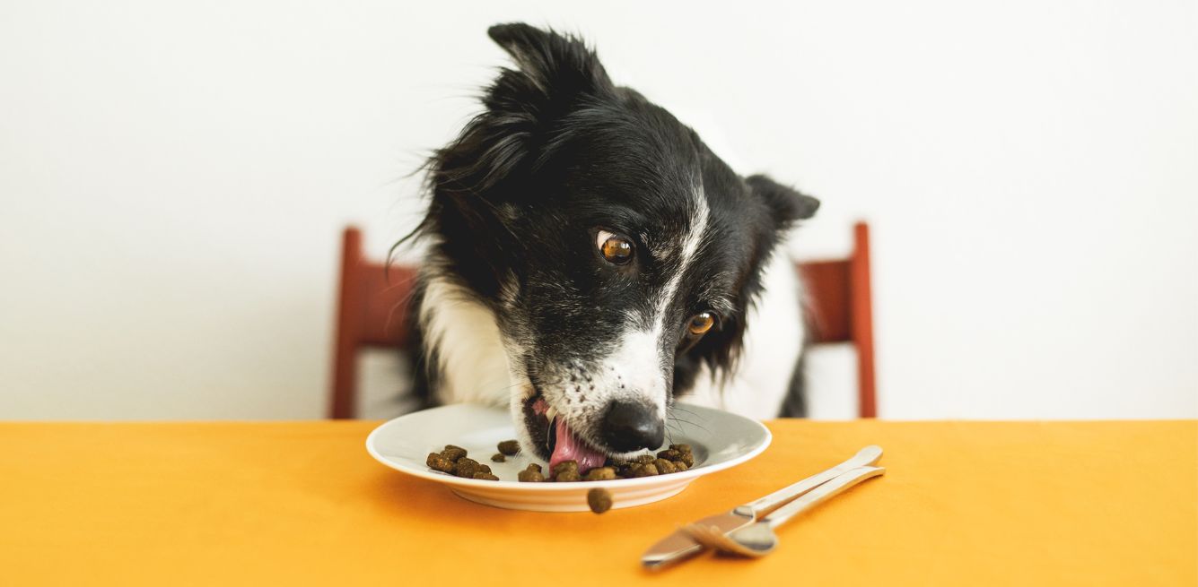 alimento por perros