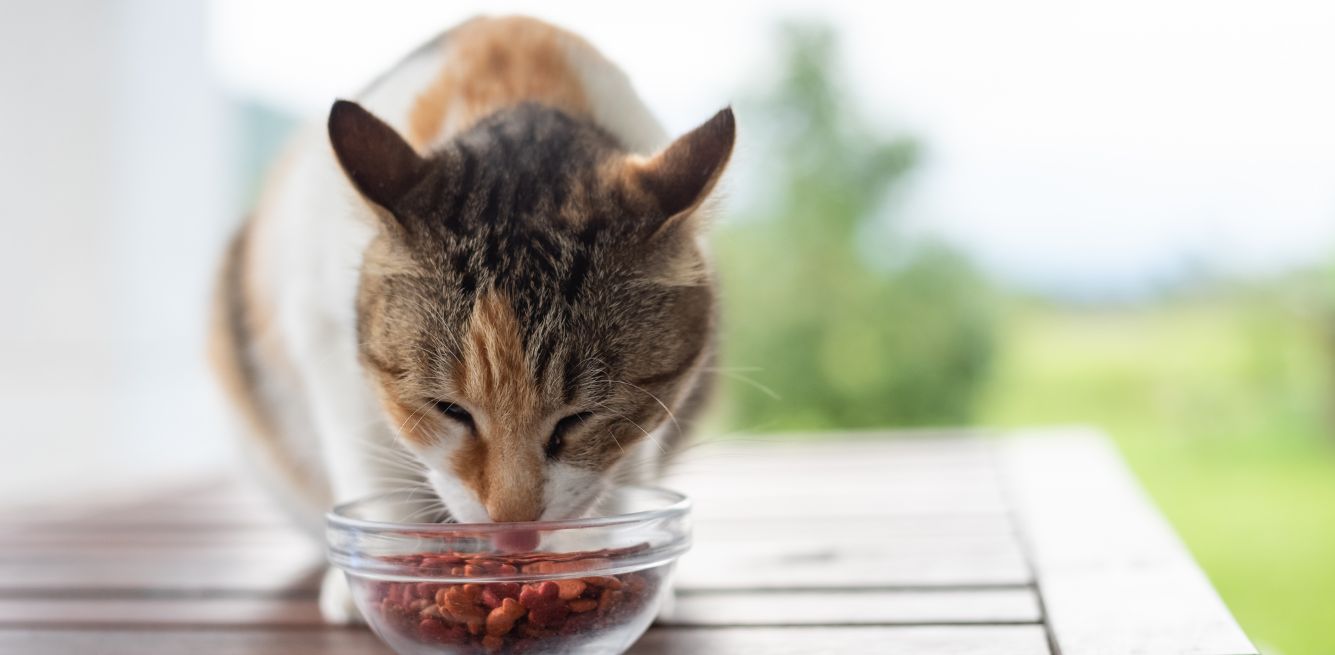 alimento para mascotas