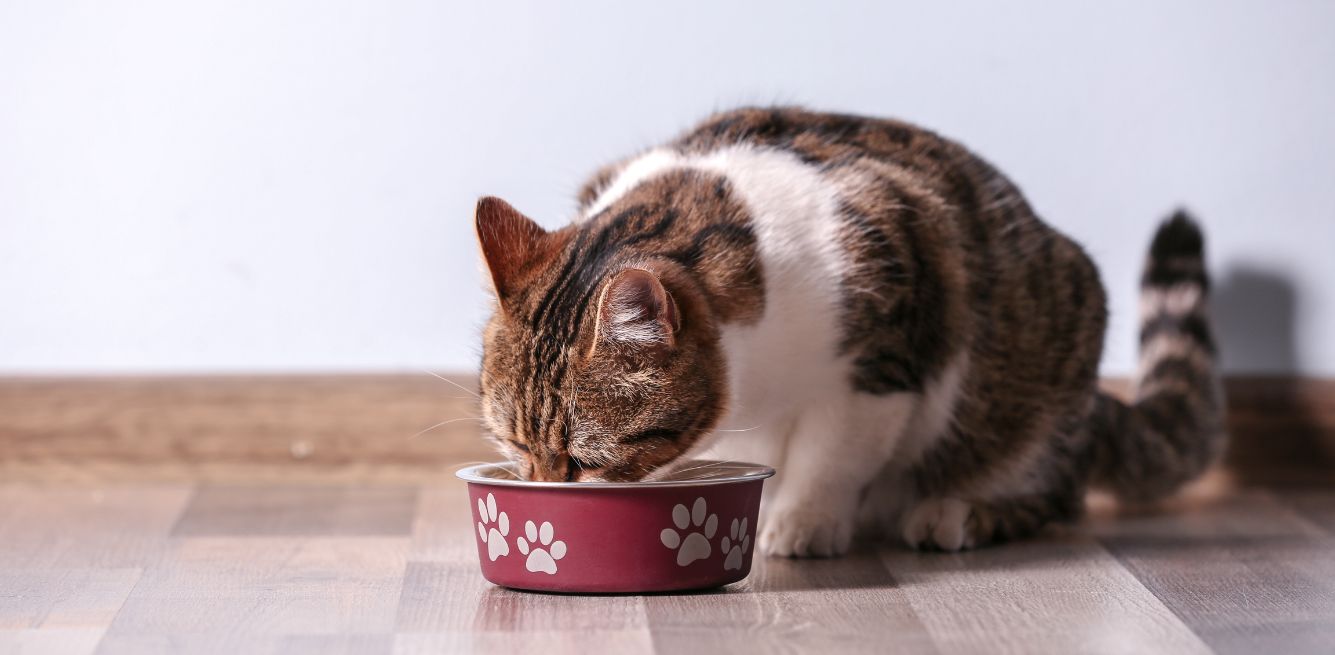 pescado cultivado para gatos