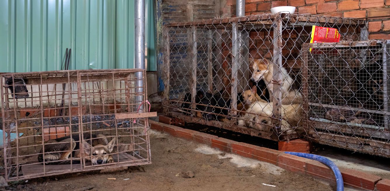 tráfico de carne de perro