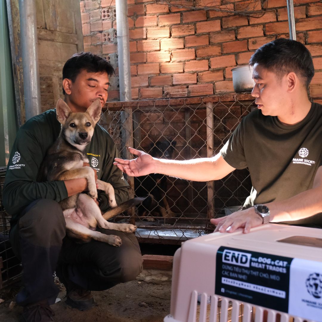 HSI rescate de perros